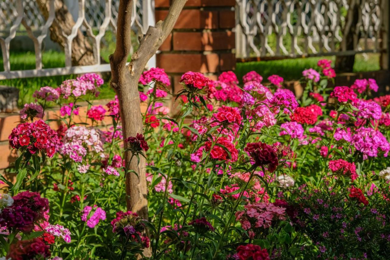 Vila Adriatik Ulcinj Zewnętrze zdjęcie